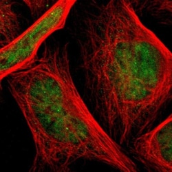 Taf4 Antibody, Novus Biologicals 0.1mL; Unlabeled:Antibodies, Polyclonal